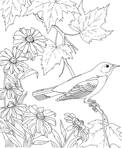 Baltimore Oriole And Black Eyed Susan Maryland Bird And Flower Coloring Page